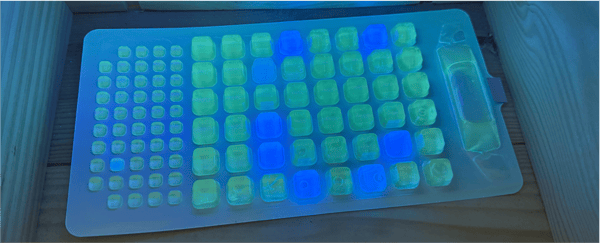 Blue Water Task Force Water Sample in Idexx Quanti-tray