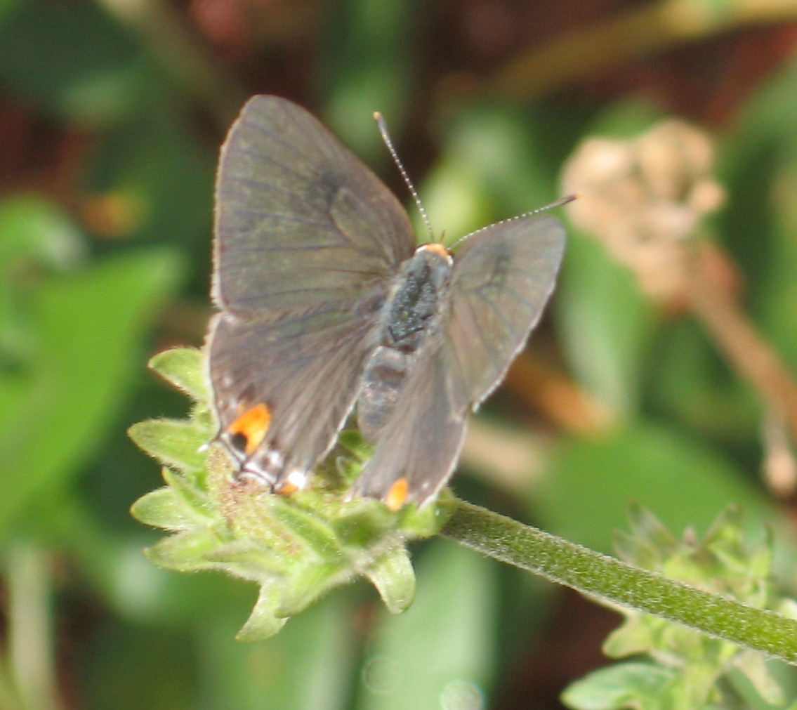 Gray Hairstreak