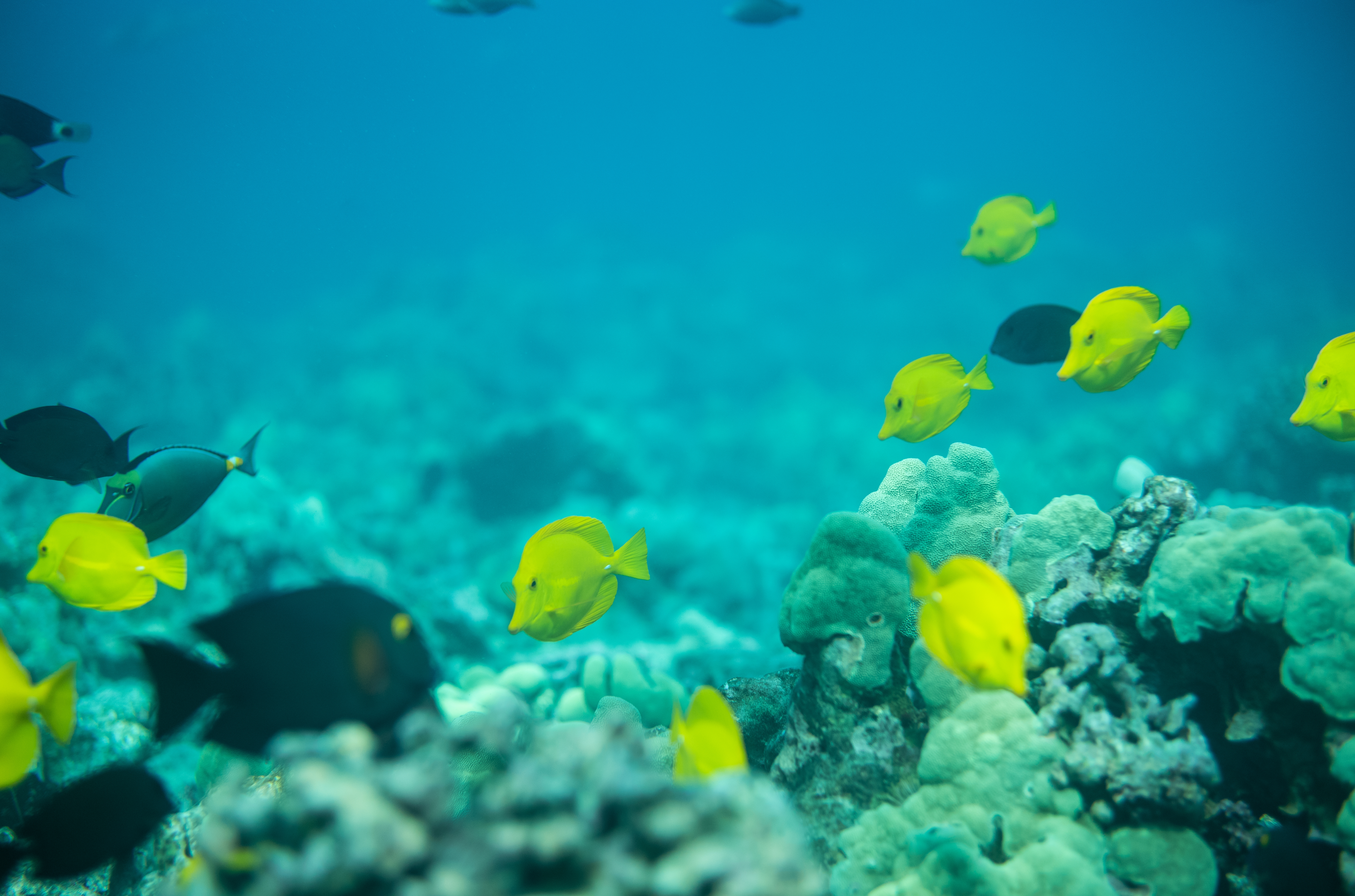 Hands ff Hawaiʻi’s Reefs- Prohibit Commercial Aquarium Fishing